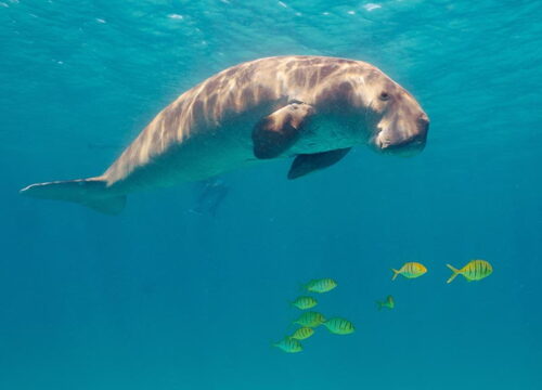 Dugong Watching